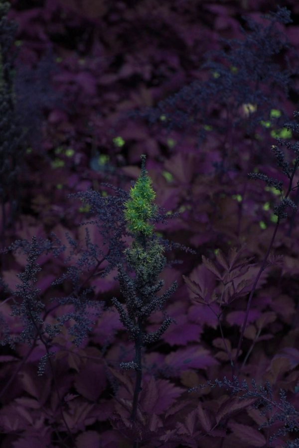 © Andrea Hajtmánková - Image from the Miraculous Nature photography project