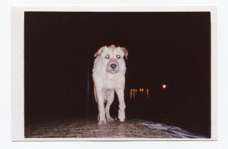 © Gennadiy Chernega - Image from the Stray Dog photography project