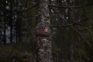 ALL HOPE IS LOST IN NATURE