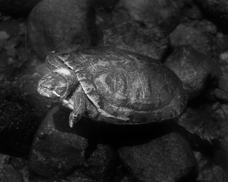 © David Steinberg - Image from the Ouroboros photography project