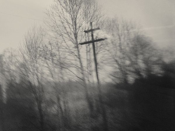 © Vaune Trachtman - Pine