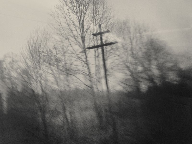 © Vaune Trachtman - Pine