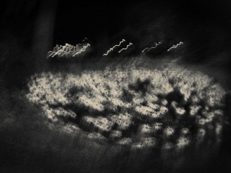 © Vaune Trachtman - Daisy
