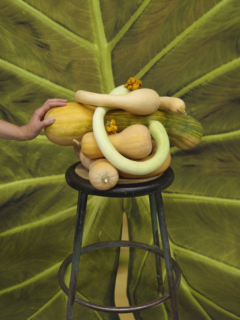 © Heather Rasmussen - Pile of Dad's squashes on stool on leaf, 2024, pigment print in artist’s satin covered frame, 40 x 30 inches.