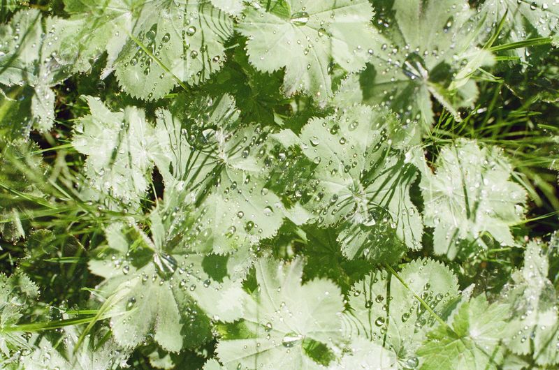 © Franziska Nagelova - Image from the Where Nature Heals photography project