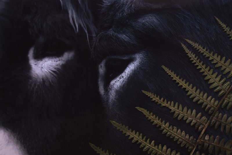 © Franziska Nagelova - Image from the Where Nature Heals photography project