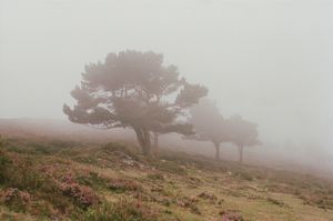 Where Nature Heals