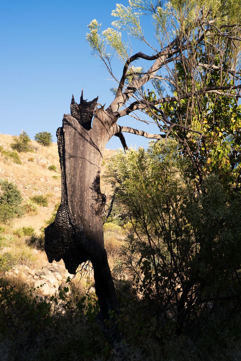 © Serge Levy - Sycamore Canyon, Mt. Lemmon, AZ. 2016. (Size: 22" x 17")