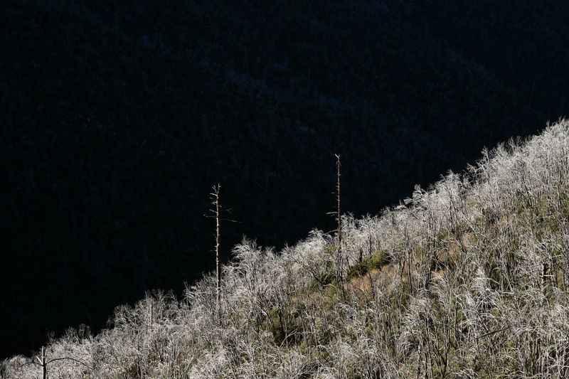 © Serge Levy - Oracle Ridge Trail, Mt. Lemmon, AZ. 2016. (Size: 17" x 22")