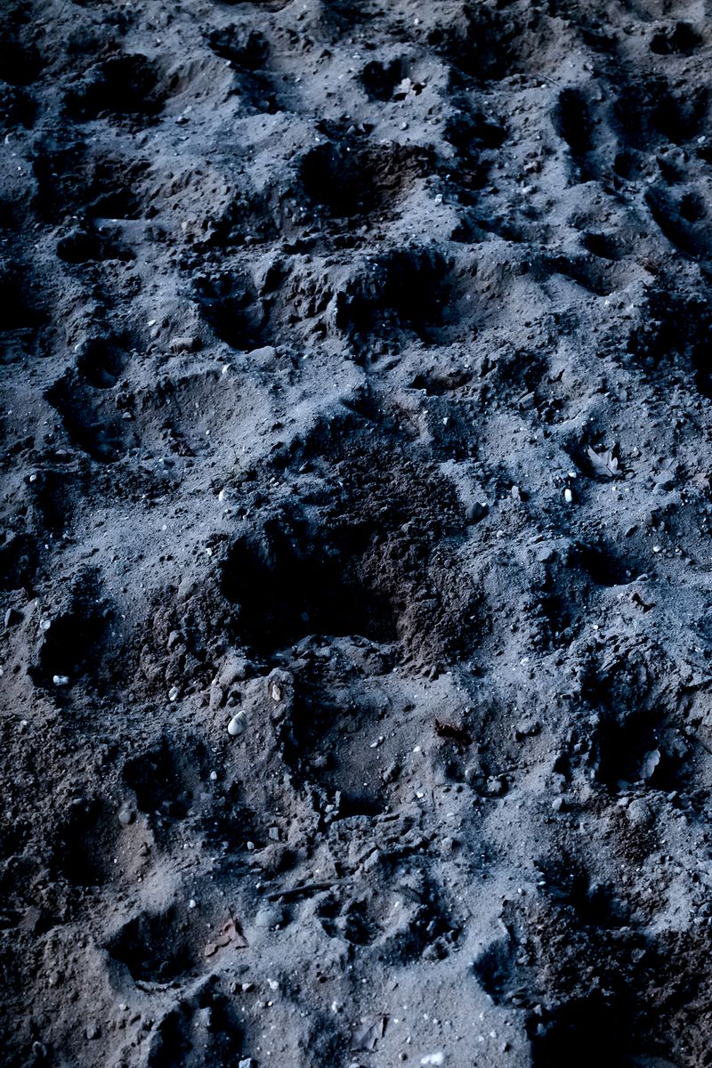 © Nanouk Prins - Image from the Empty Forest photography project