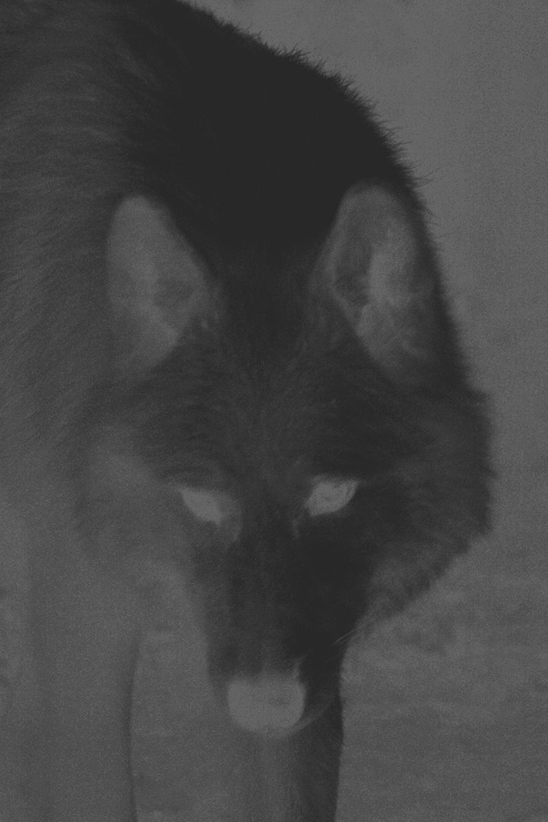 © Nanouk Prins - Image from the Empty Forest photography project