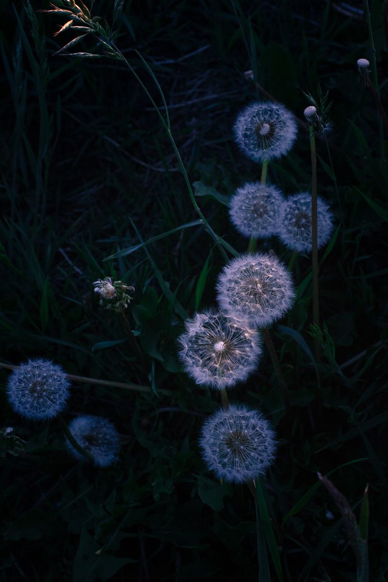 © Nanouk Prins - Image from the Empty Forest photography project