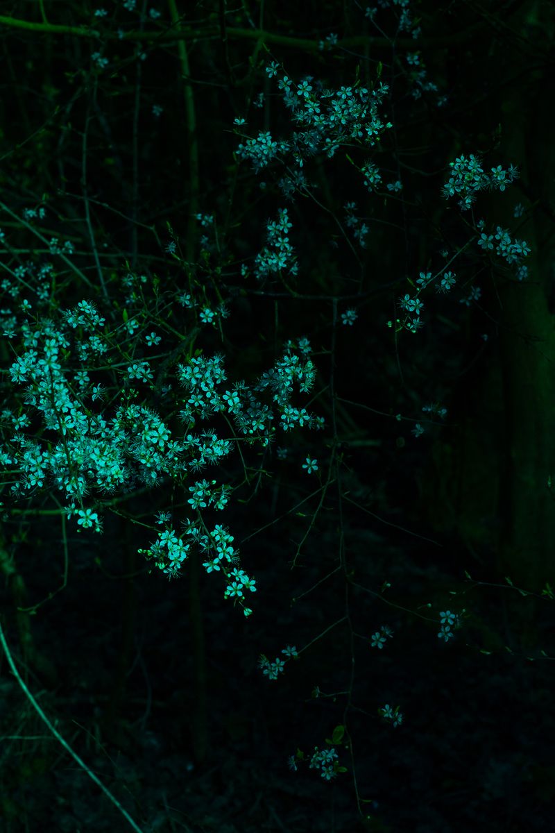 © Nanouk Prins - Image from the Empty Forest photography project