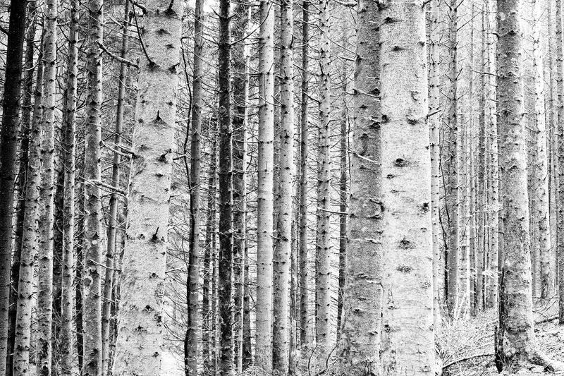 © Nanouk Prins - Image from the Empty Forest photography project