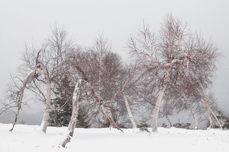 © Nanouk Prins - Image from the Empty Forest photography project