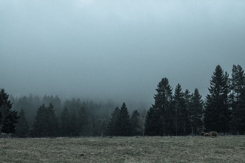 © Nanouk Prins - Image from the Empty Forest photography project