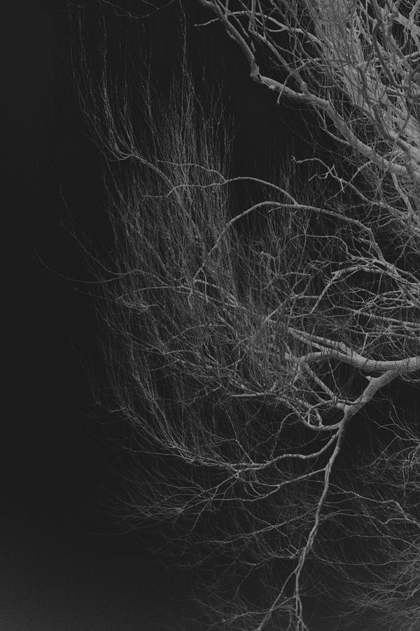 © Nanouk Prins - Image from the Empty Forest photography project