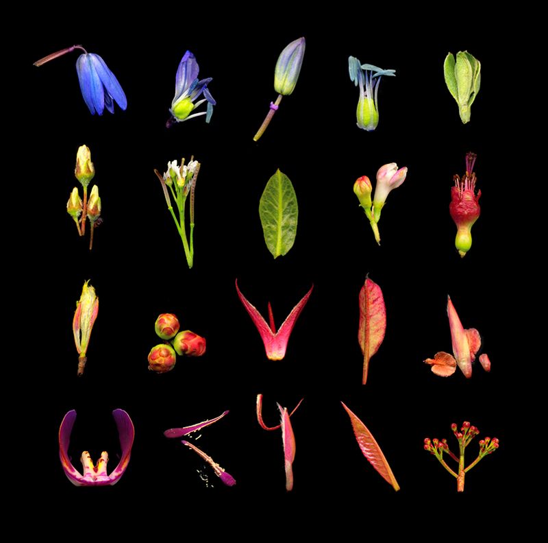 © Zani Arkadina - Image from the Nature Morte photography project