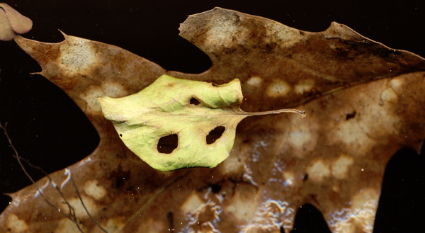 © Zani Arkadina - Image from the Nature Morte photography project