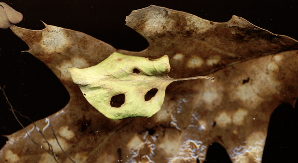© Zani Arkadina - Image from the Nature Morte photography project
