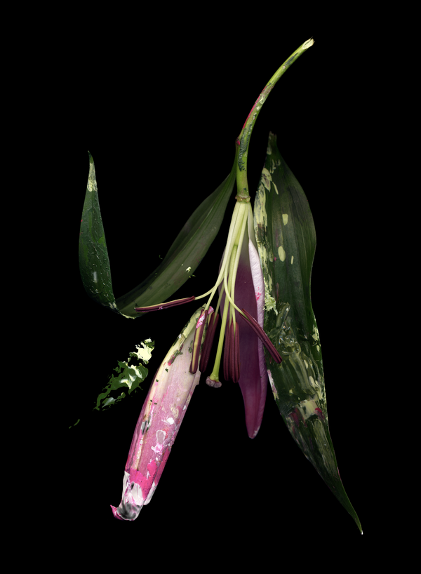 © Zani Arkadina - artist: Zani Arkadinawork title: Flection Reflection