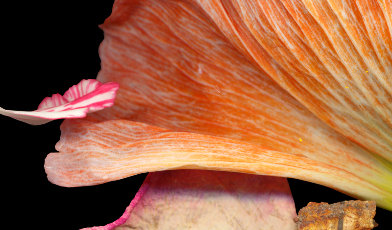 © Zani Arkadina - Image from the en détail photography project