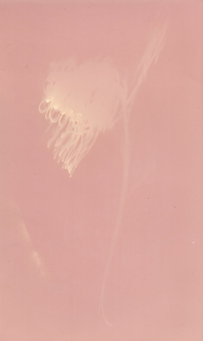 © Angela Cornish - Image from the The Secret Lives of Spring Blooms photography project
