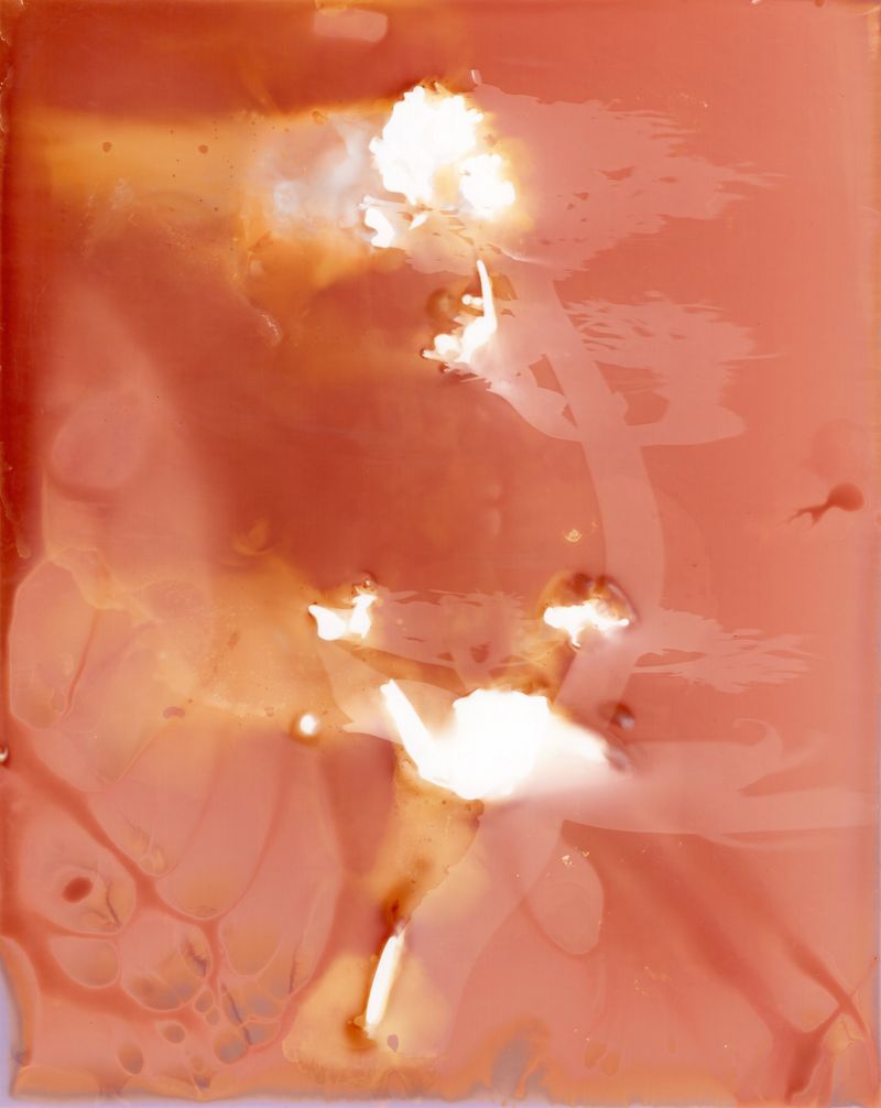 © Angela Cornish - Image from the The Secret Lives of Spring Blooms photography project