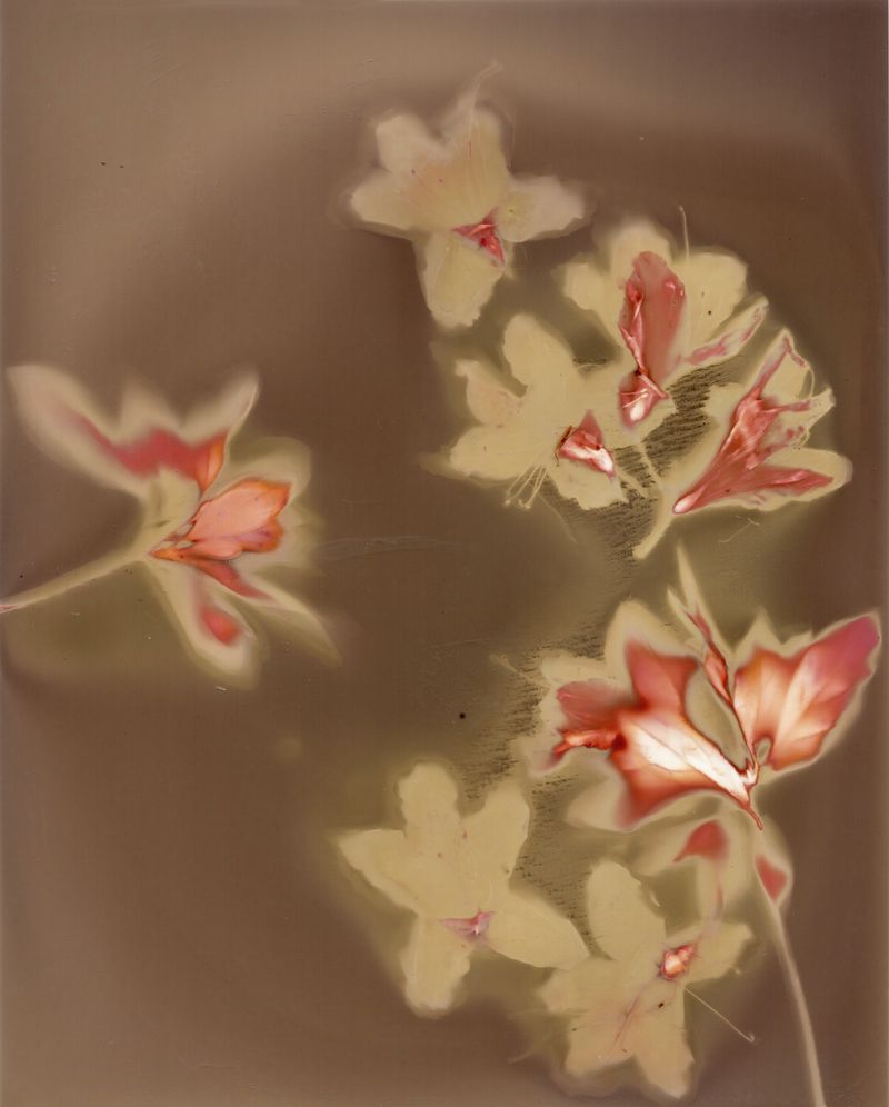 © Angela Cornish - Image from the The Secret Lives of Spring Blooms photography project