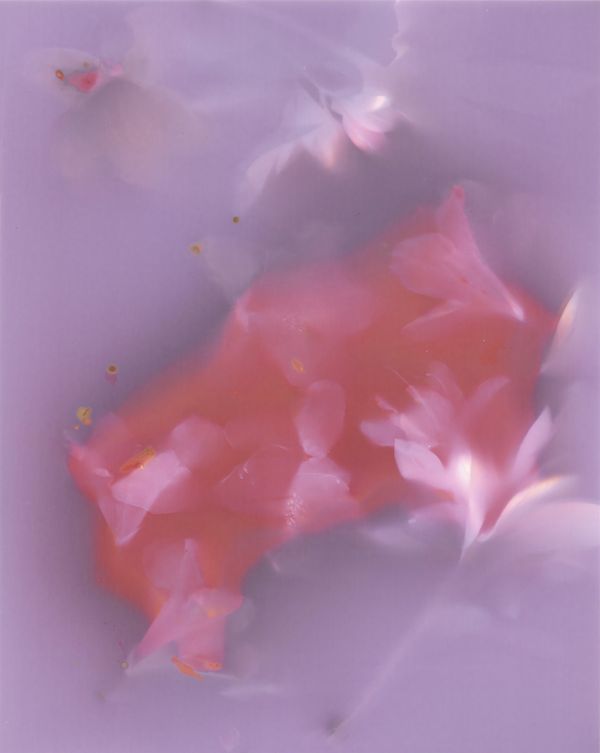 © Angela Cornish - Image from the The Secret Lives of Spring Blooms photography project
