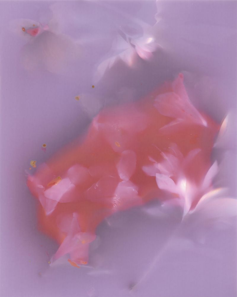 © Angela Cornish - Image from the The Secret Lives of Spring Blooms photography project