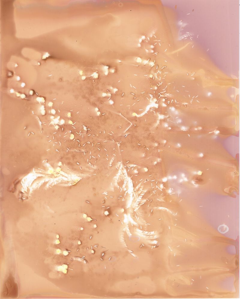 © Angela Cornish - Image from the The Secret Lives of Spring Blooms photography project