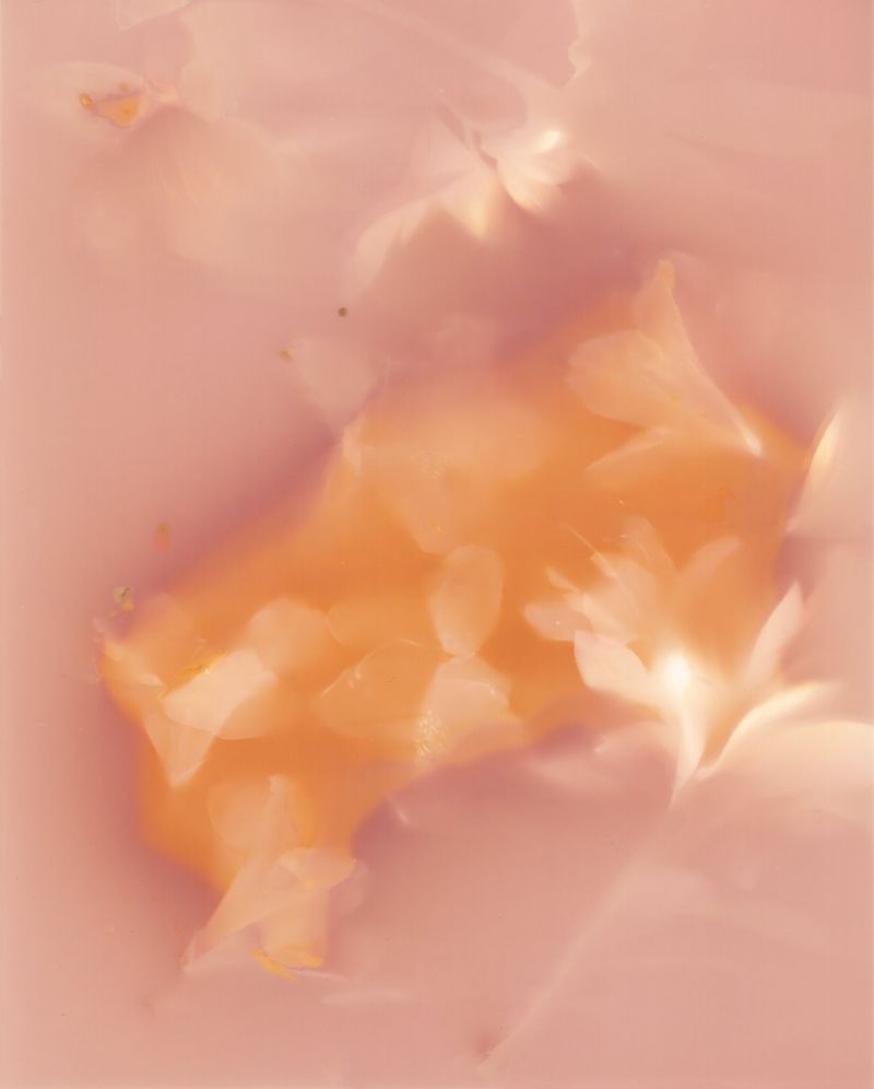 © Angela Cornish - Image from the The Secret Lives of Spring Blooms photography project