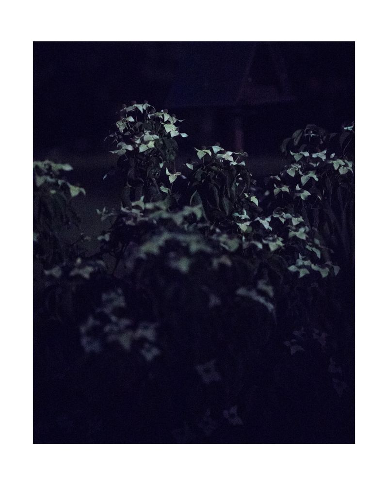 © Mathilde Dieudonné - Image from the Le Silence et Le Bruit /// Silence and Noise photography project