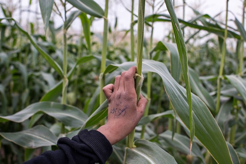 © Tanya Habjouqa - Image from the Sabaya photography project