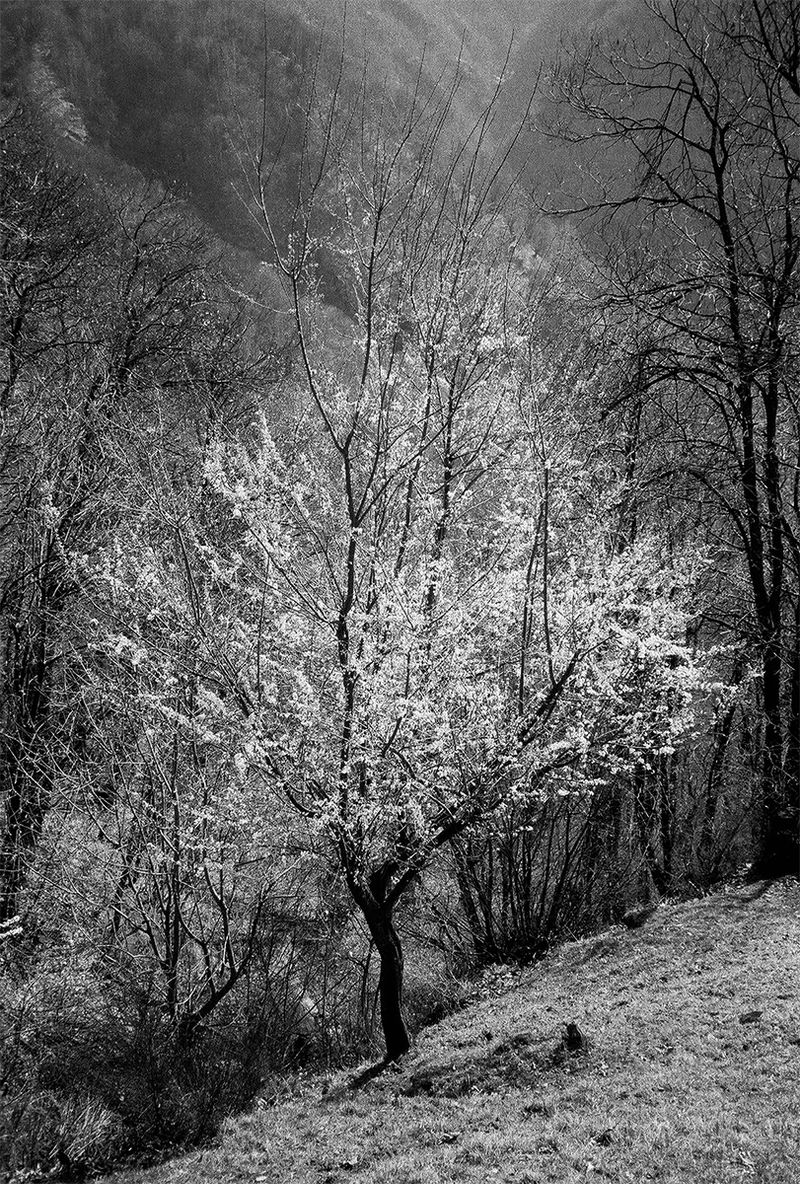 © Nathalie  Bissig - Image from the Dall' Alto photography project