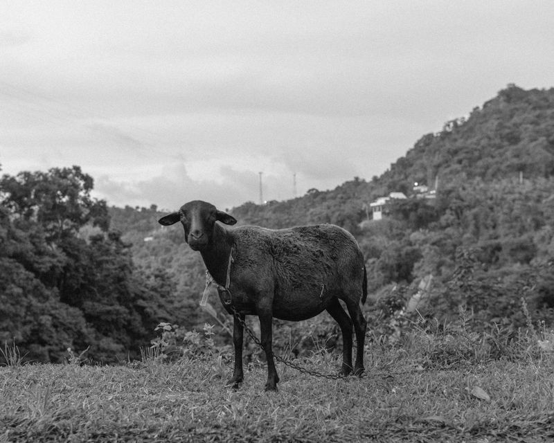 © Miki Frances Sankhara - Image from the DOUENS photography project