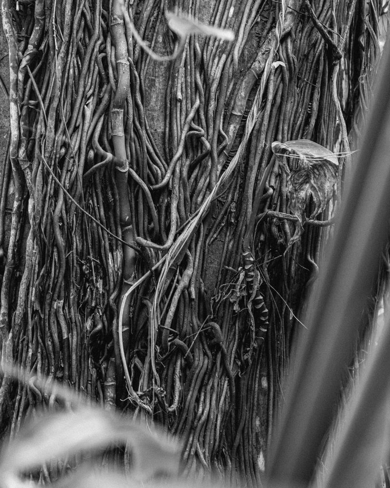 © Miki Frances Sankhara - Image from the DOUENS photography project