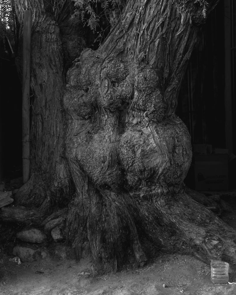 © Miki Frances Sankhara - Image from the Chimera photography project