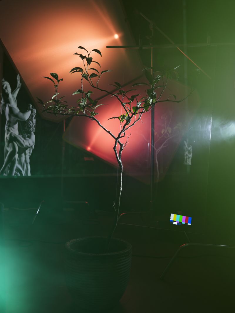 © JW Toftness - When Seeds Are Sent for Flowers: The Fog and the Forest, 2026