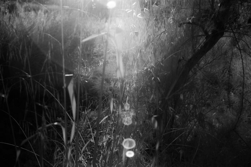 © Sidonie Ronfard - Image from the Shadows won't lie photography project