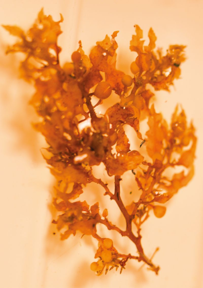 © Sidonie Ronfard - Image from the Shadows won't lie photography project