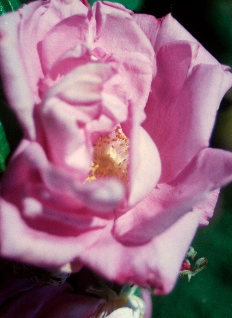 © Sidonie Ronfard - Image from the Shadows won't lie photography project