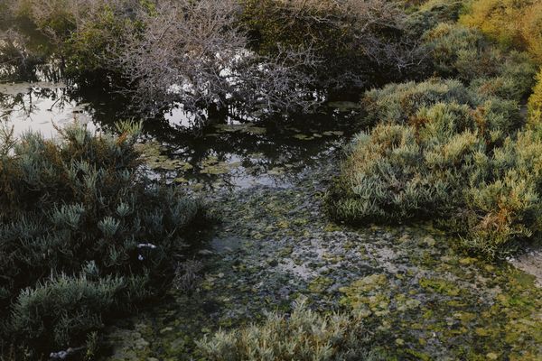 © Aziz Motawa - Image from the Intertidal photography project