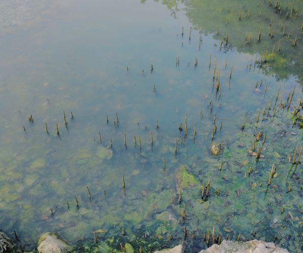 © Aziz Motawa - Image from the Intertidal photography project