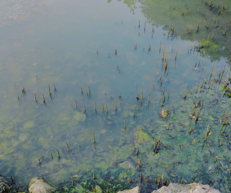 © Aziz Motawa - Image from the Intertidal photography project