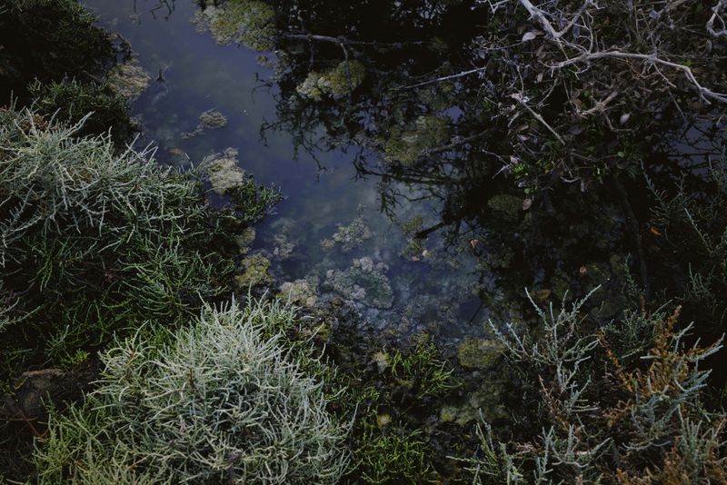 © Aziz Motawa - Image from the Intertidal photography project