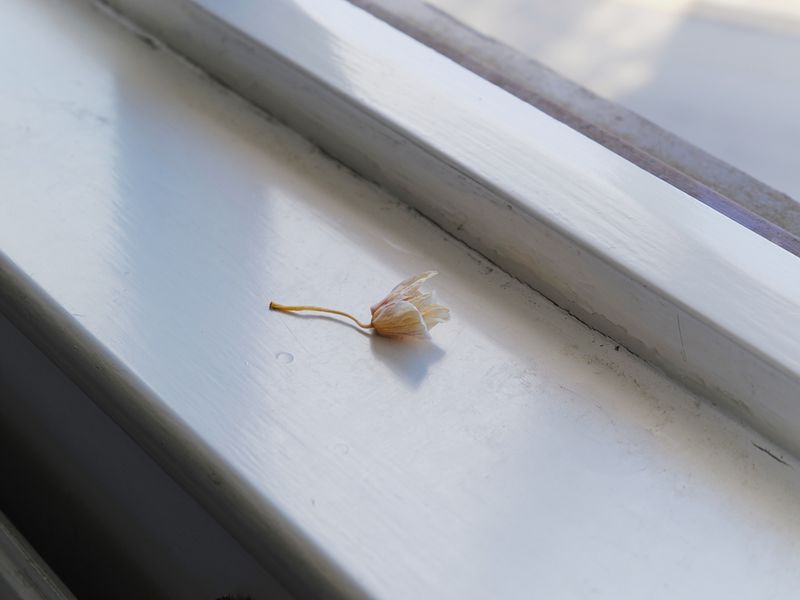 © Tiya Xu - Image from the Illuminance photography project