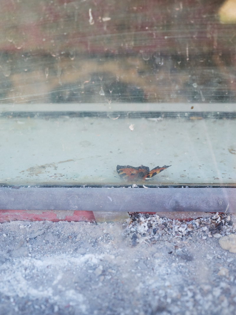 © Tiya Xu - Image from the Fade away pastoral photography project