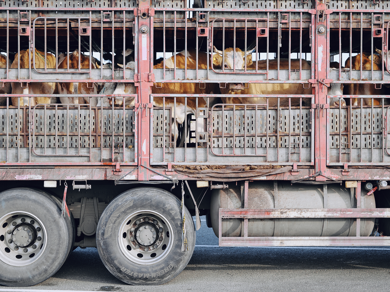 © Tiya Xu - Image from the Fade away pastoral photography project